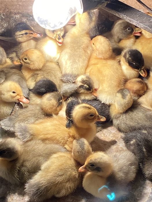 Качки башкирка, фаворит, біла.