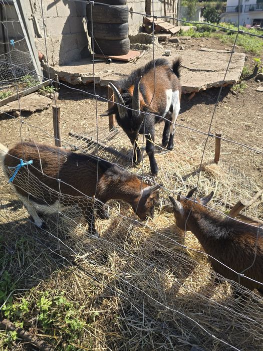 Cabras e cabritos anões