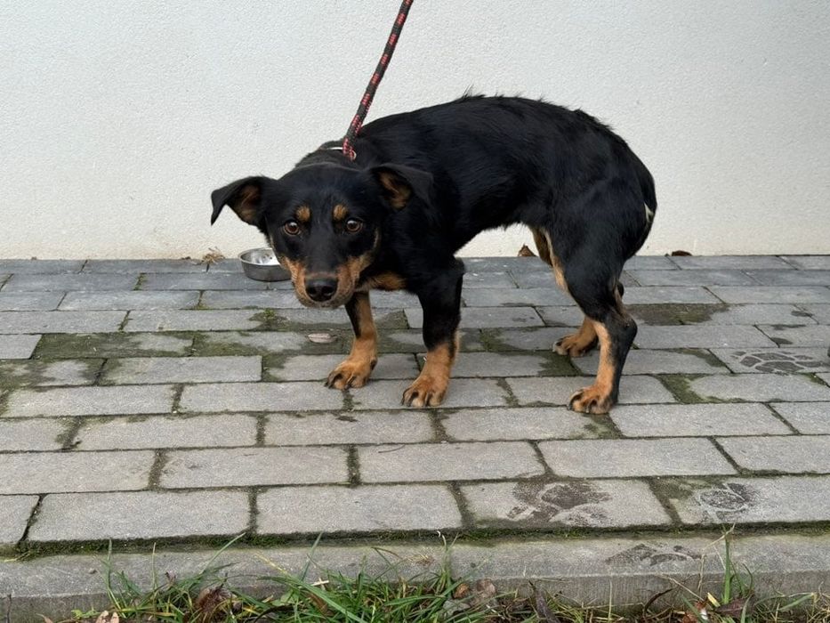 Ewcia - młoda piękna suczka do adopcji