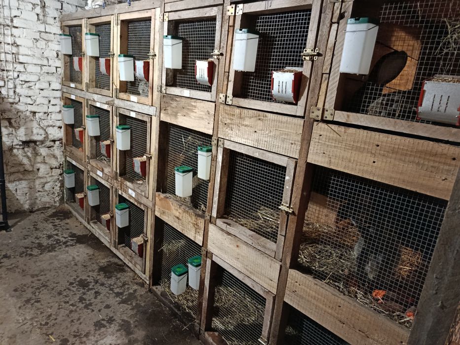 Króliki Bos na sprzedaż