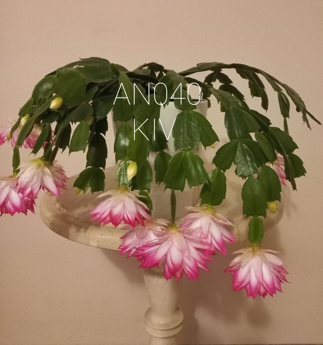 Шлюмбергера AN040