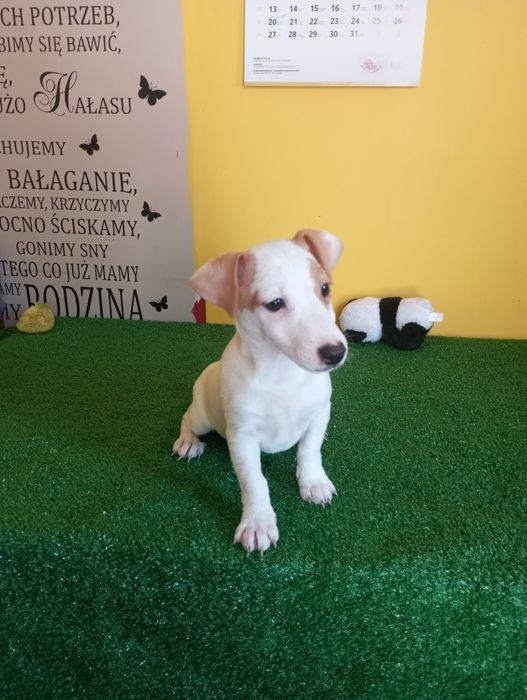 Ostatni Piesek Jack Russell terrier