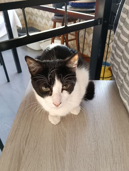 gato jovem para adoção responsável