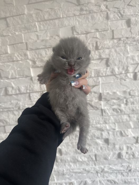 Koty brytyjskie do rezerwacji ostatni miot