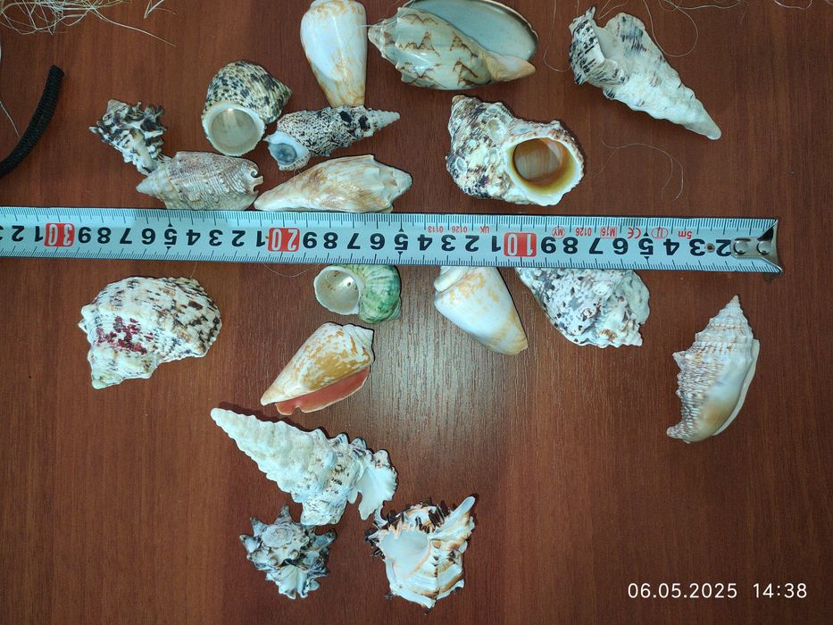 Ракушки для акваріума