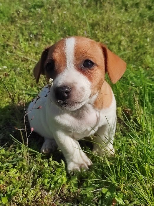 Продаю джек рассел тер'єр хлопчик