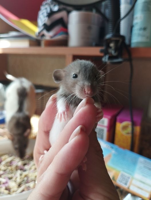 Дамбо криси хлопчики