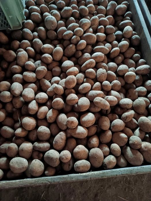 Ziemniak Tajfun kaliber 30-50