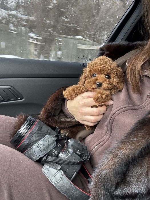 Той пудель хлопчик, 3,5 місяці, FCI, повністю вакцинований