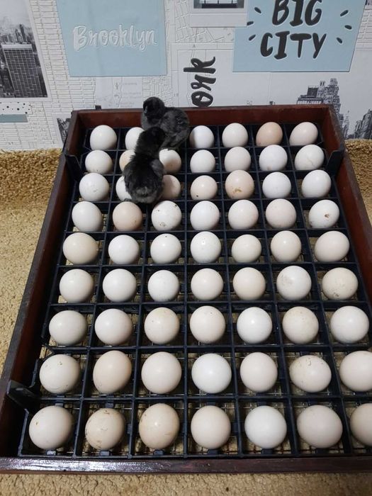 Инкубационное яйцо Аям Цемани