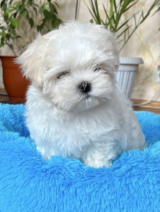 Дівчинка - красуня КСУ