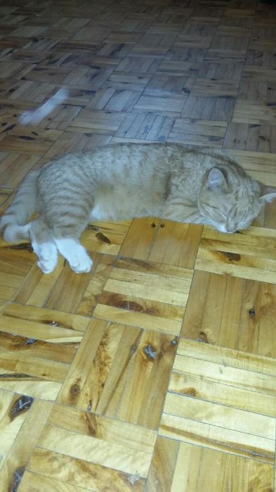 Kot kotek kotka do adopcji