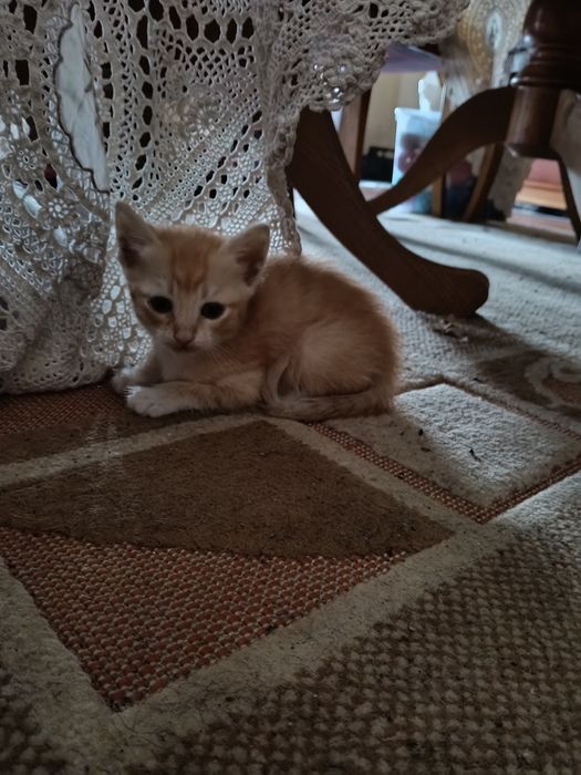 5 gatos para adoção