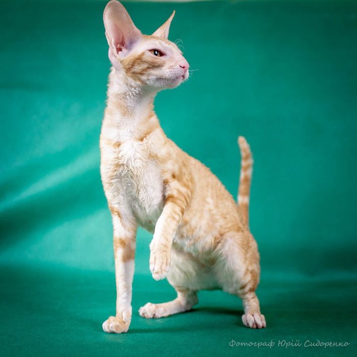 Кошечка Корніш-рекс Корниш-рекс