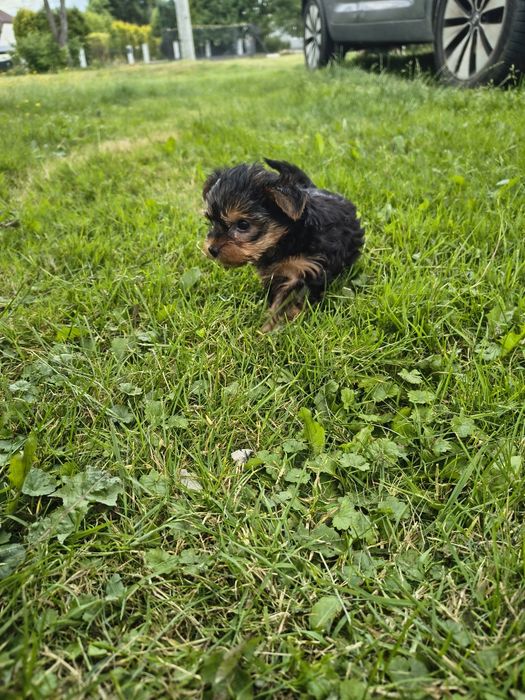 Suczka yorkshire terrier