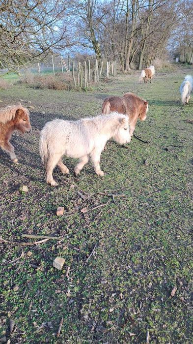 RANDA klacz kucyk mini szetland apaloosa
