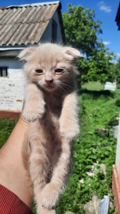 Відам котиків безкоштовно
