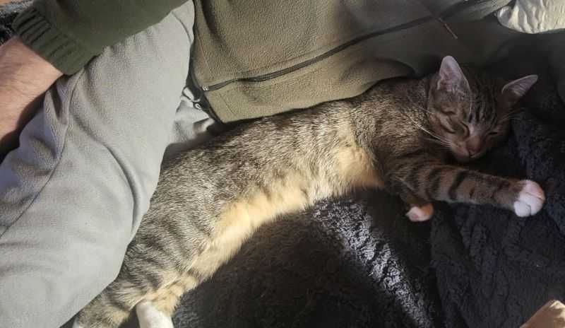 Teodor - uroczy buras poleca się do adopcji