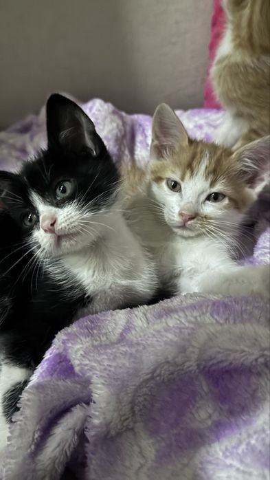 Котинята безкоштовно