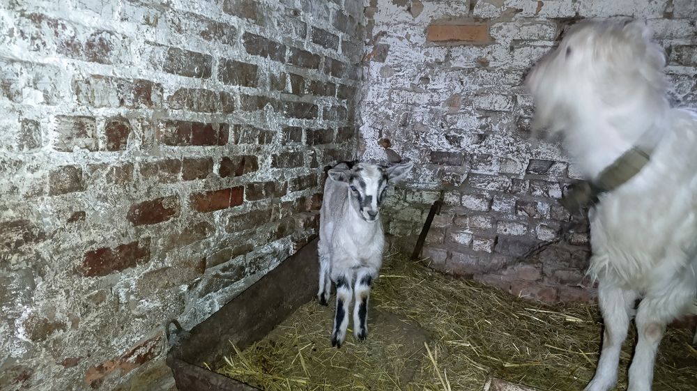 Цапик. Цапики на проведення. Ламанча і альпієць