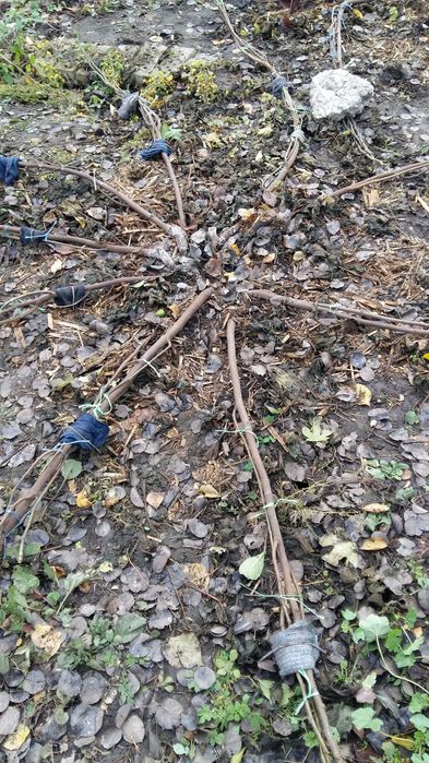 Продам  живці інжиру Турецький коричневий