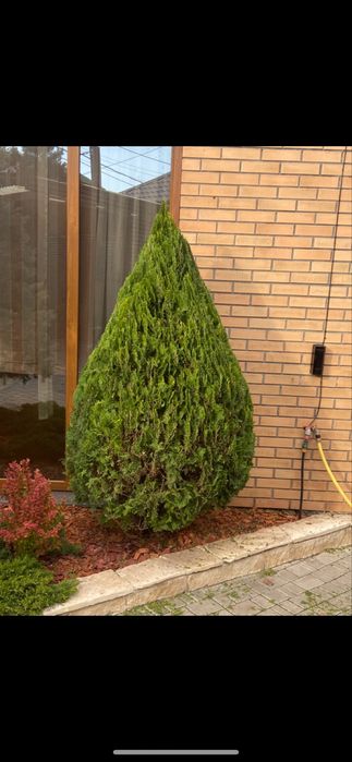 Работы в саду,обрезка деревьев винограроз,стрижка хвойных и их лечение