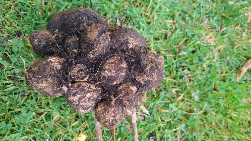 Bulwy georginii - dalii.