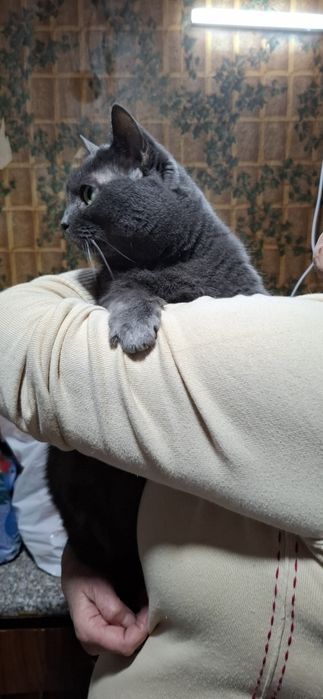 Шукає дім неймовірна красунечка. Британка