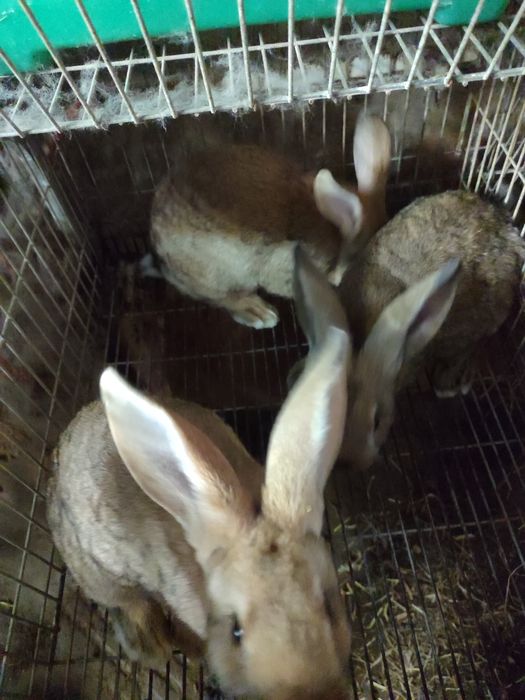 Coelhos caseiros cruzados