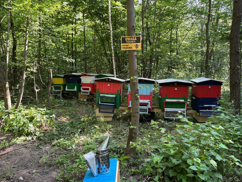 Sorzedam ule wielkopolskie 12 ramkowe