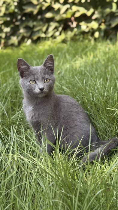 Кошеня дівчинка