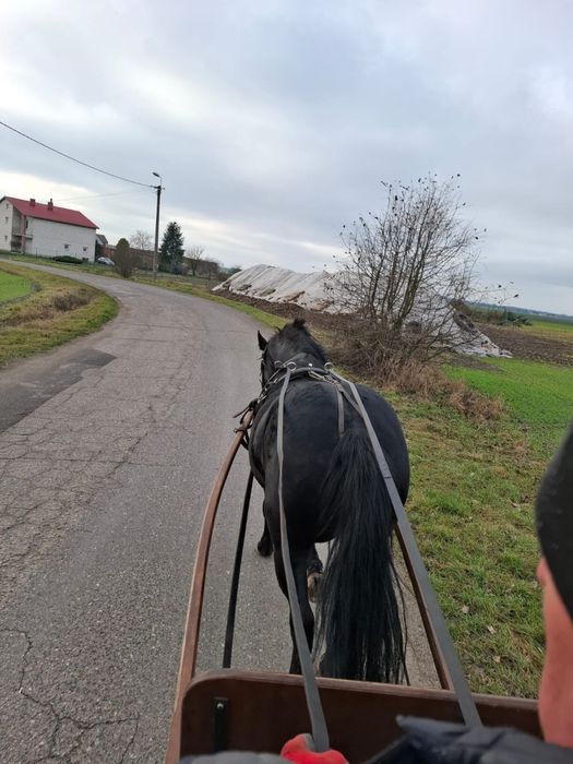 Kara klacz 5 lat po ogierze Epolet