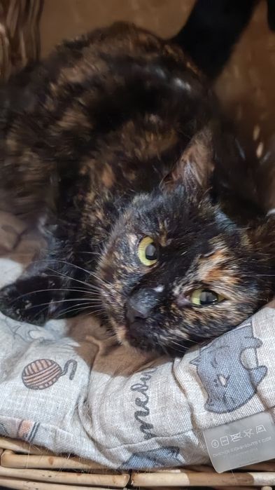 Кошечки в дар хорошим людям