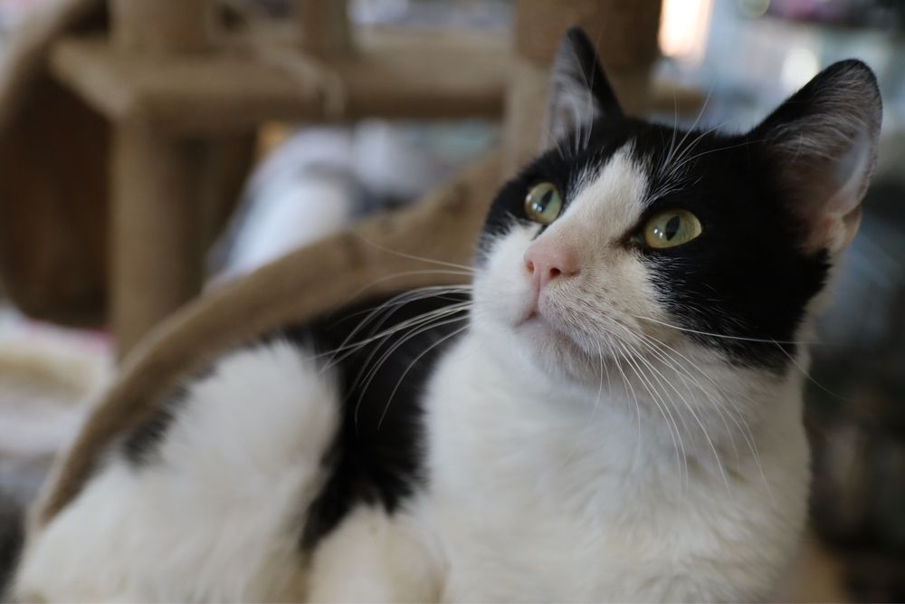 60 kotów do adopcji