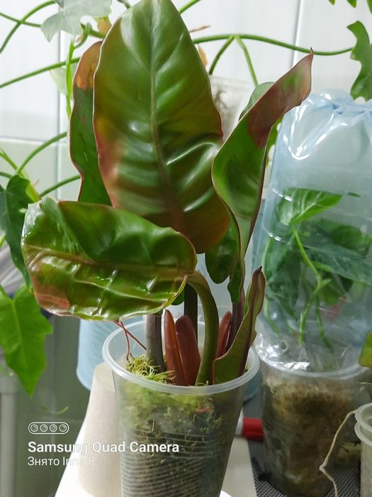 Philodendron Karlo