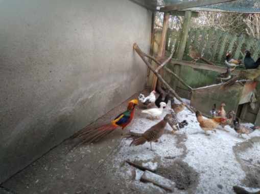 Bazanty zlote i bananowe