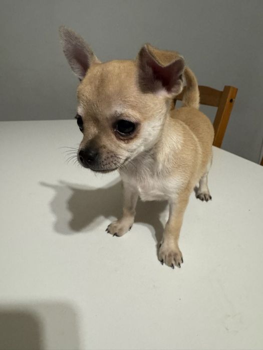 Chihuahua krótkowłosy piesek