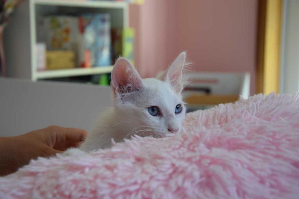 Gatinhos bebés para adopção responsável