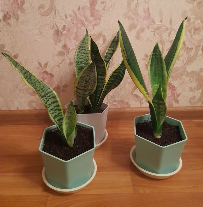 Комнатные цветы ,растения Сансевиерия