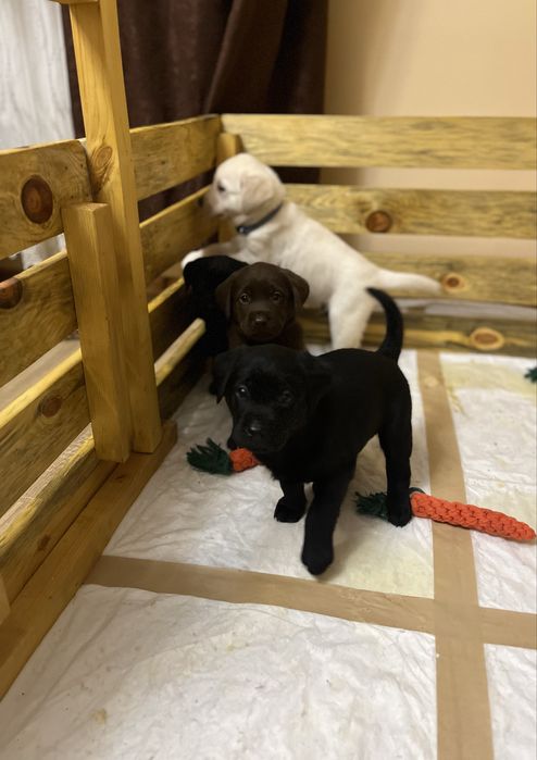 Цуценята Лабрадора Ретвивера