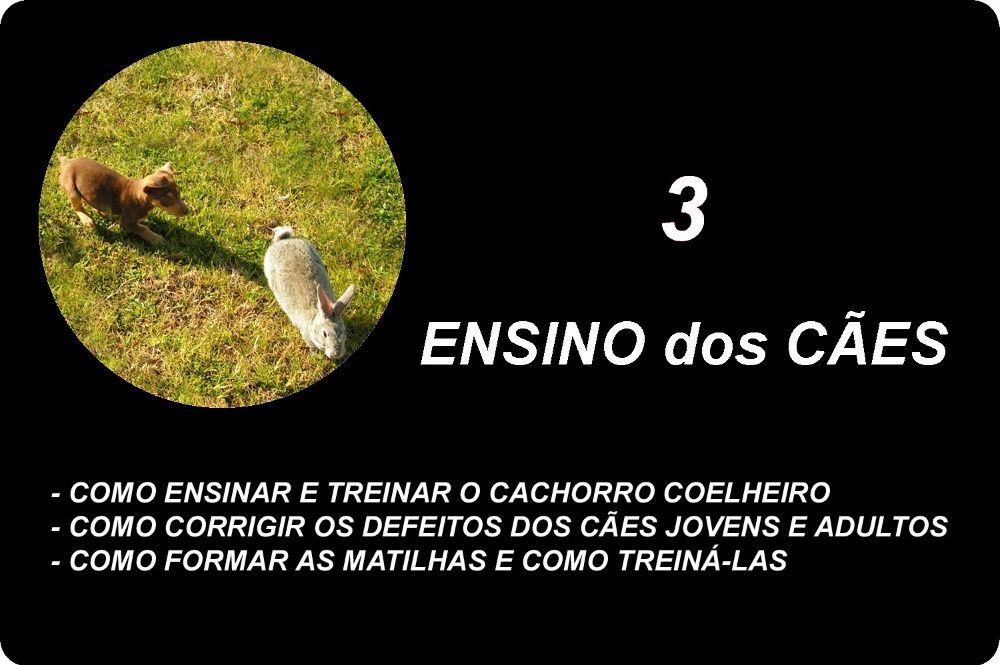 Livro A Caça ao Coelho