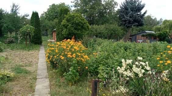 Sprzedam działkę rekreacyjną ROD Sandomierz "Nadbrzezie"