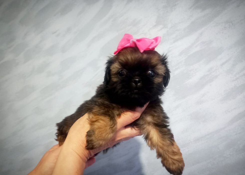 Suczka czekoladowa piękna ostatnia z włosem shih tzu