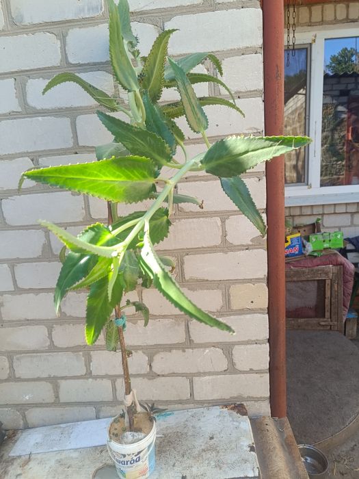 Продам цветок  алоэ каланхоэ