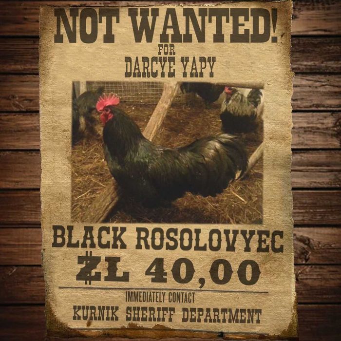 Kogut Czarny Rosołowiec