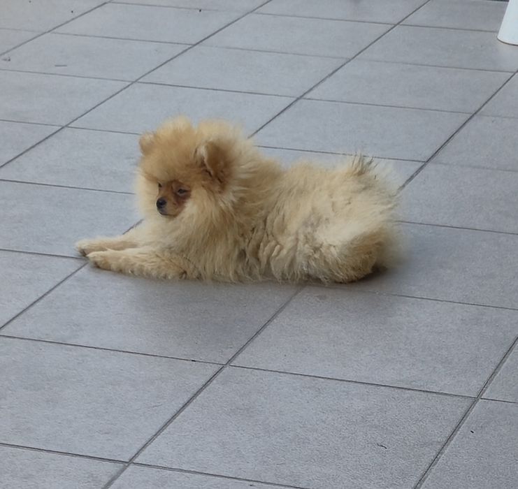 Szpic miniaturowy Pomeranian  chłopak