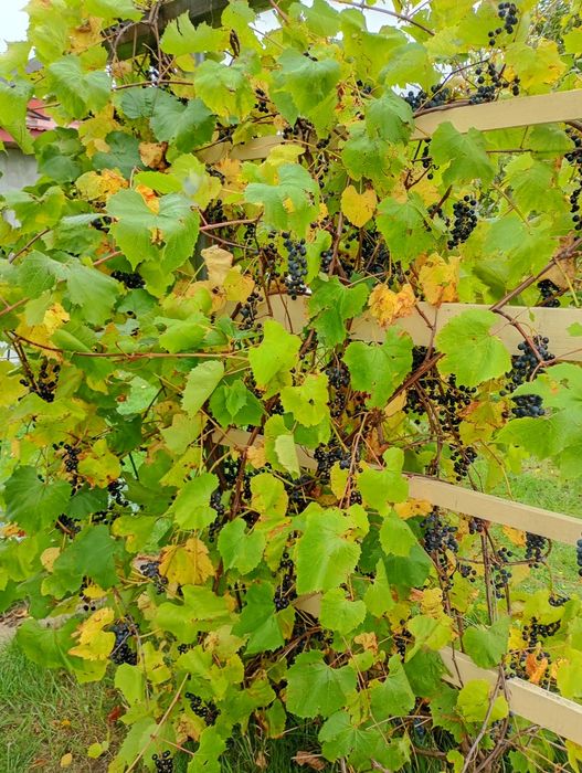 Winogrono sprzedam
