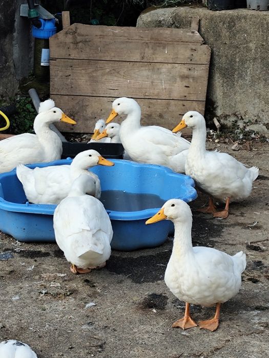 Grupo de pekins e ruan para ceder