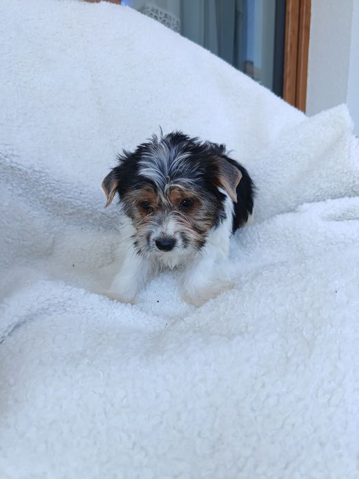 Psy rasowe york terrier