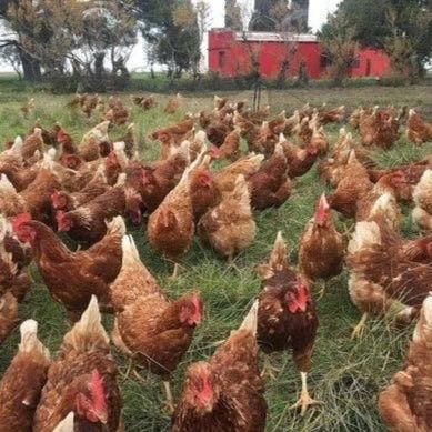 Кури несучки ломан браун